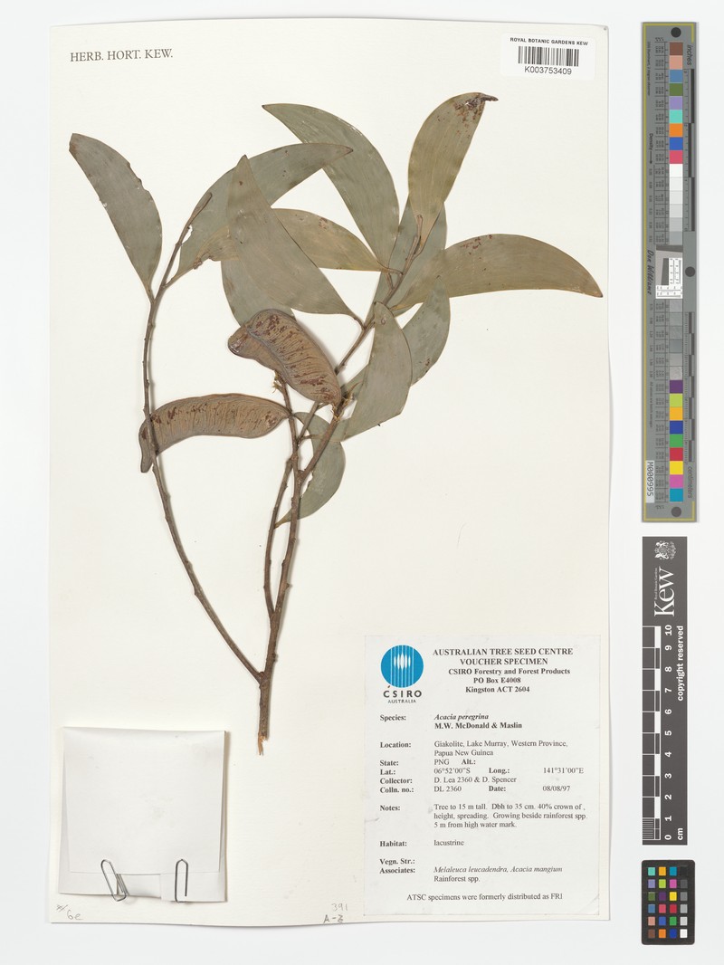 Acacia peregrinalis photo 2