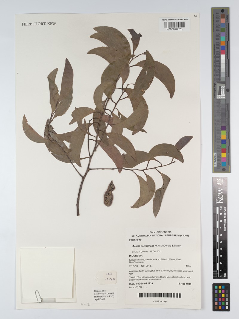 Acacia peregrinalis photo 3