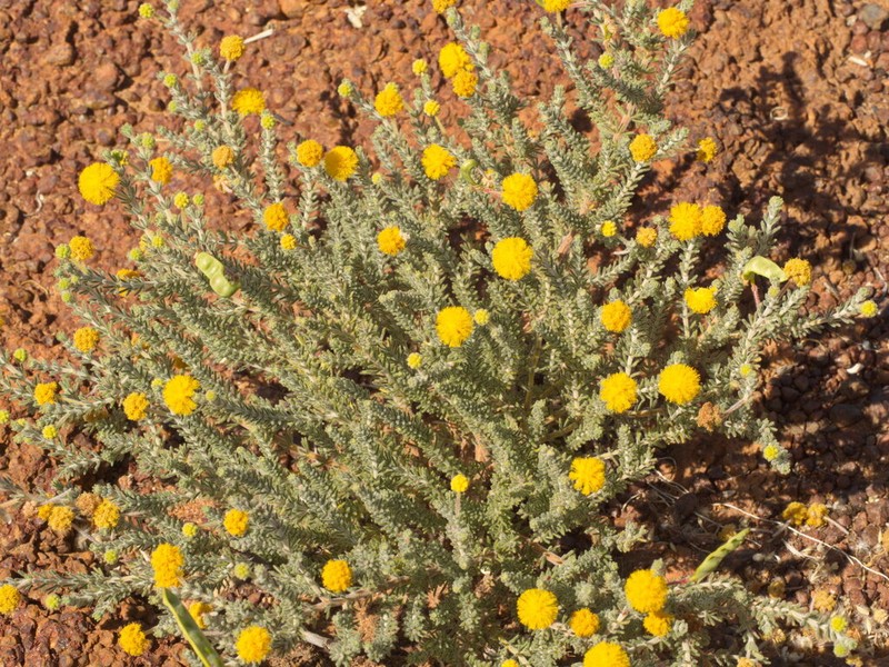 Acacia perryi photo 4