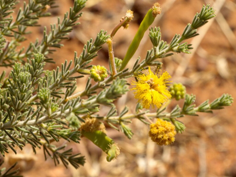 Acacia perryi photo 5