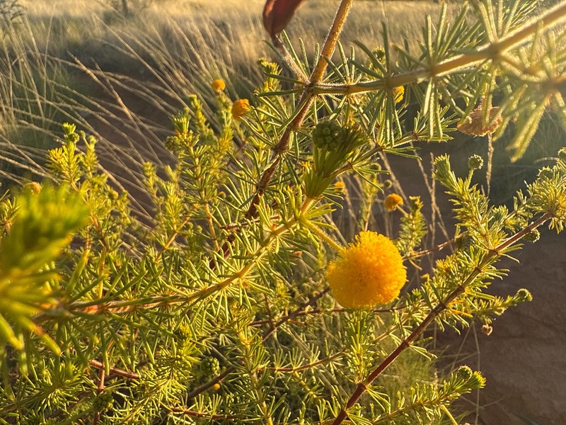 Acacia perryi photo 6