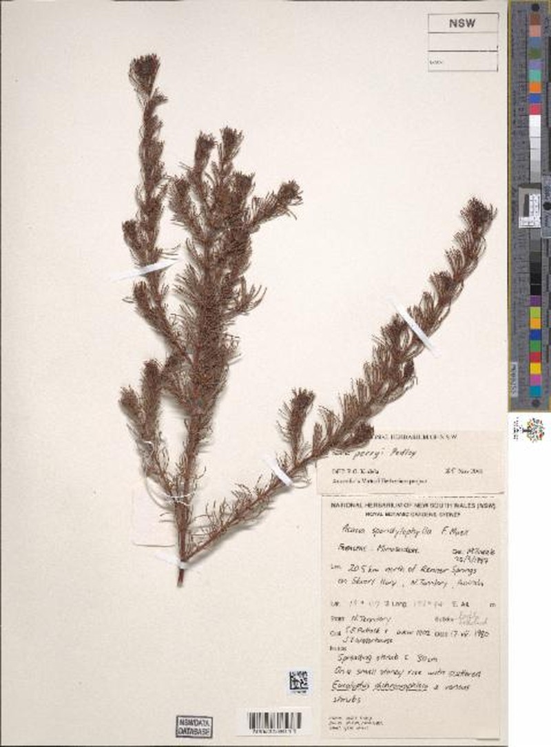 Acacia perryi photo 7