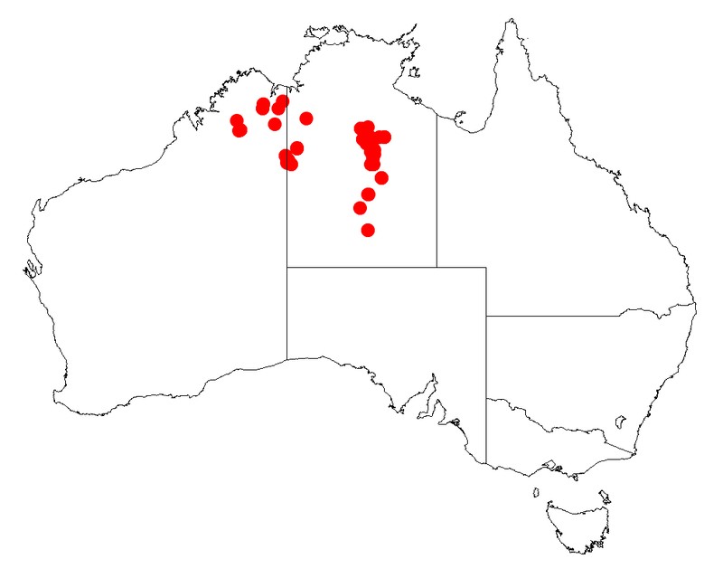 Acacia perryi