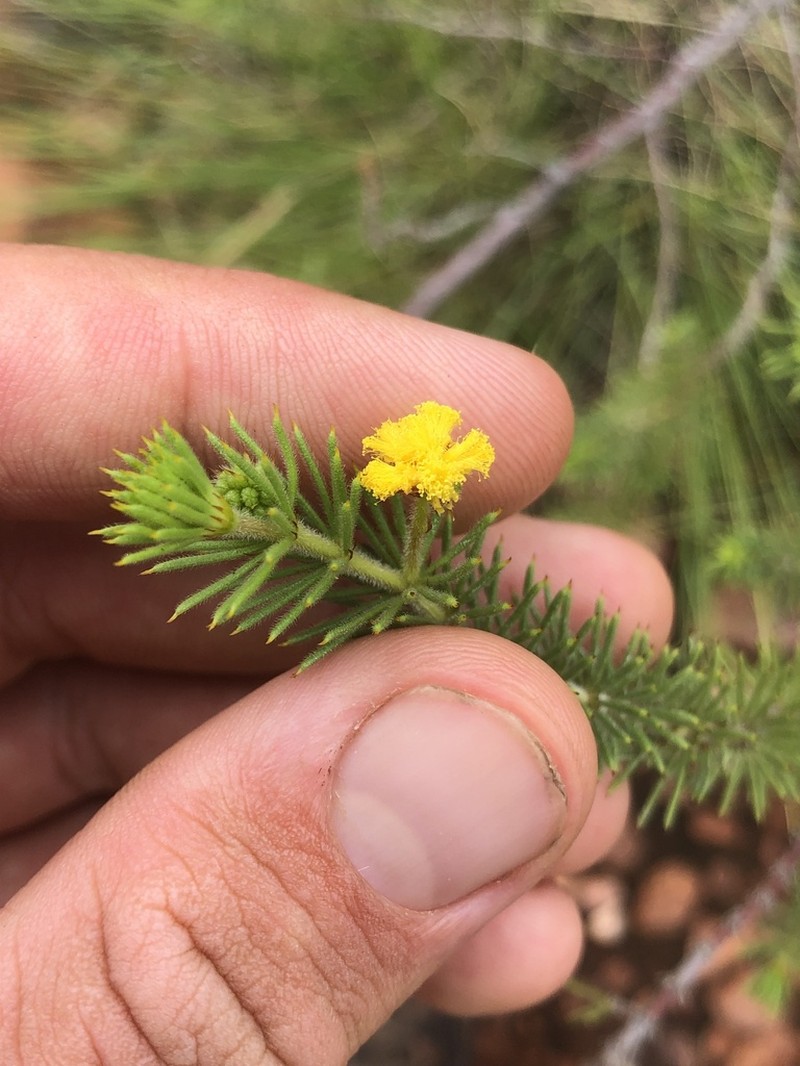 Acacia perryi photo 3