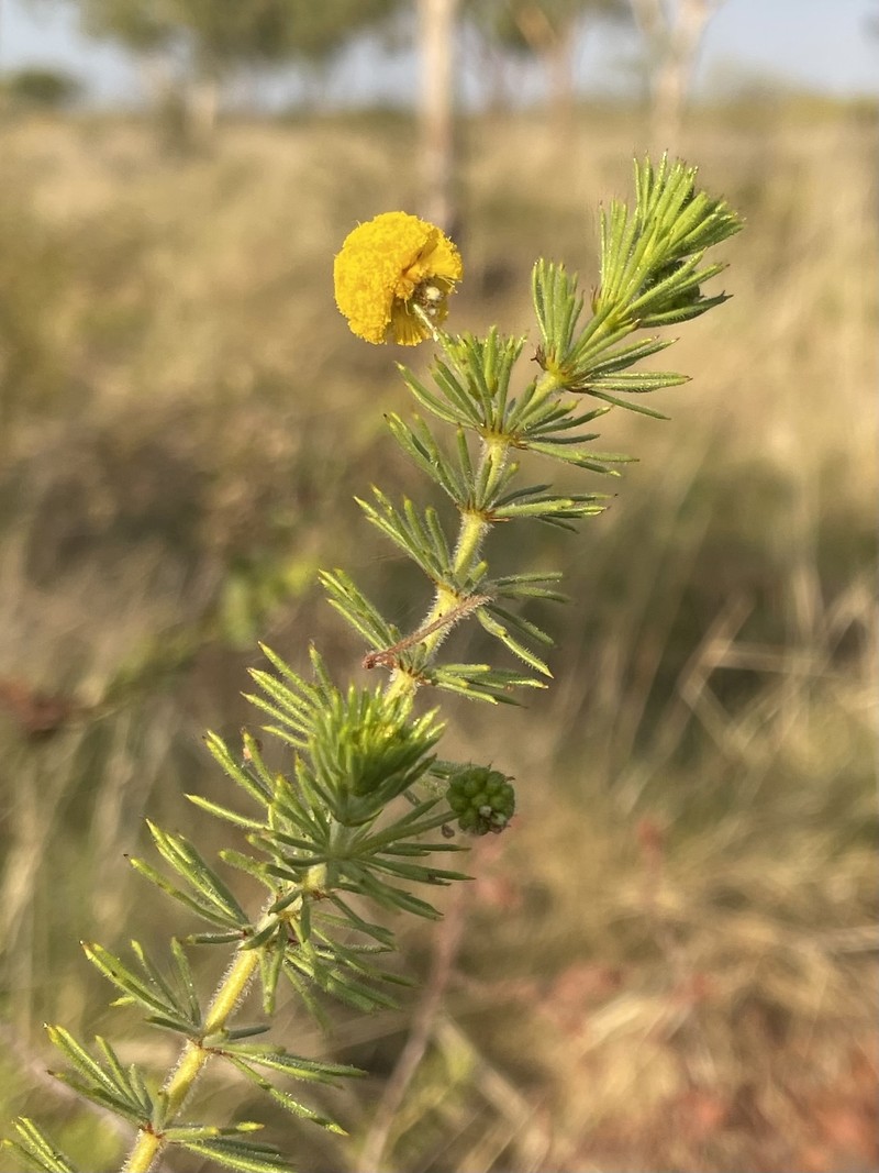 Acacia perryi photo 4