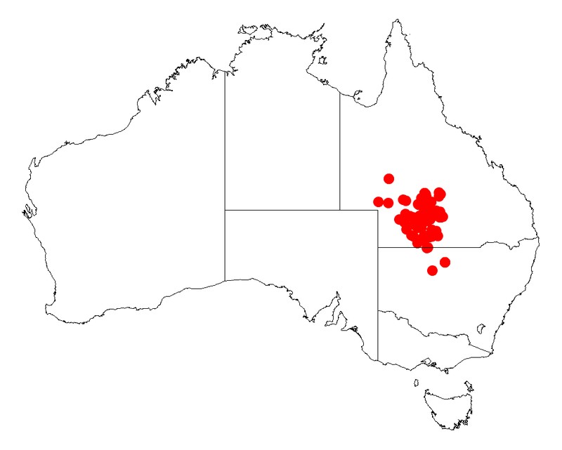 Acacia petraea