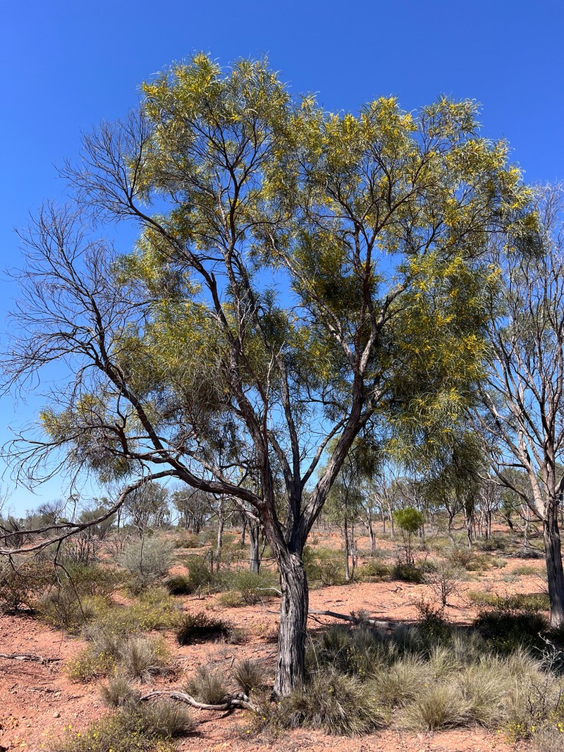 Acacia petraea photo 2