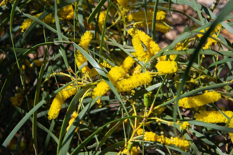 Acacia petraea photo 3