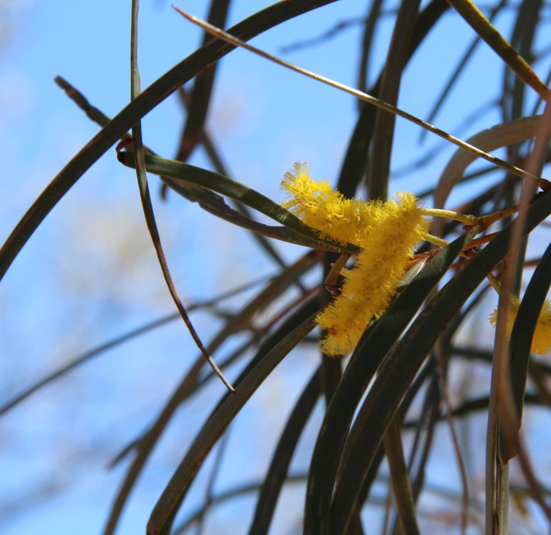 Acacia petraea photo 4