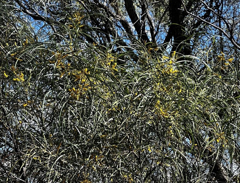 Acacia petraea photo 5