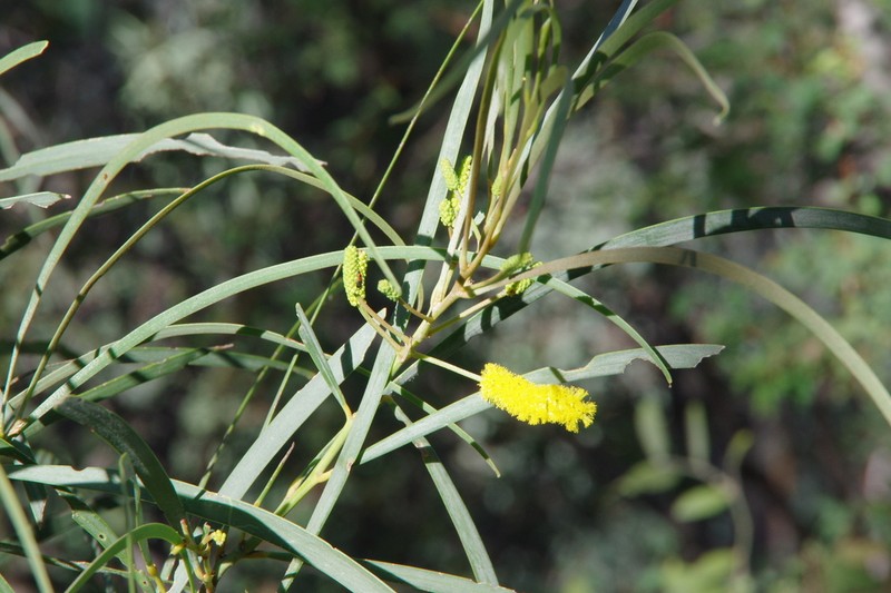Acacia petraea photo 6