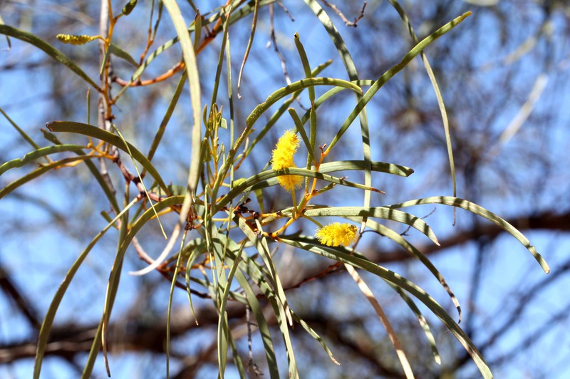 Acacia petraea photo 7