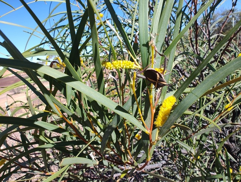 Acacia petraea photo 8