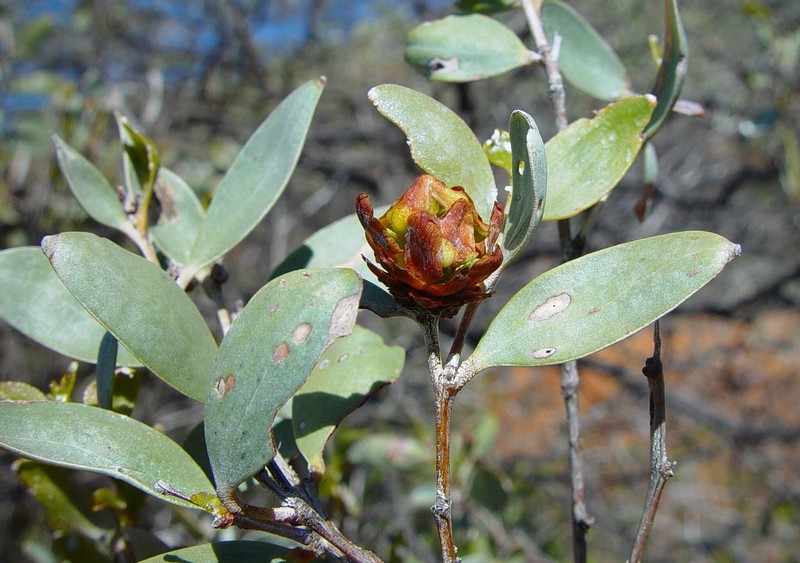Acacia petricola photo 2