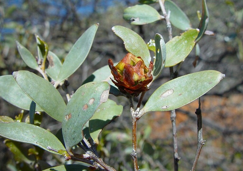 Acacia petricola photo 2