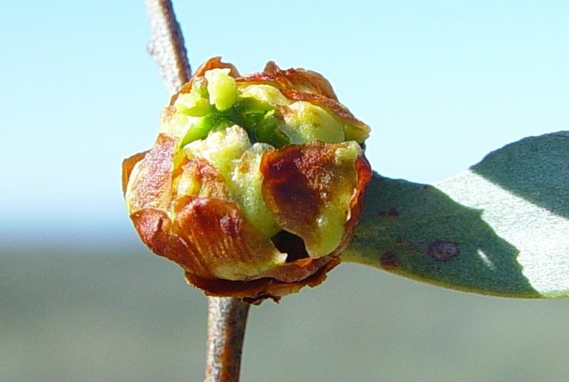 Acacia petricola photo 3