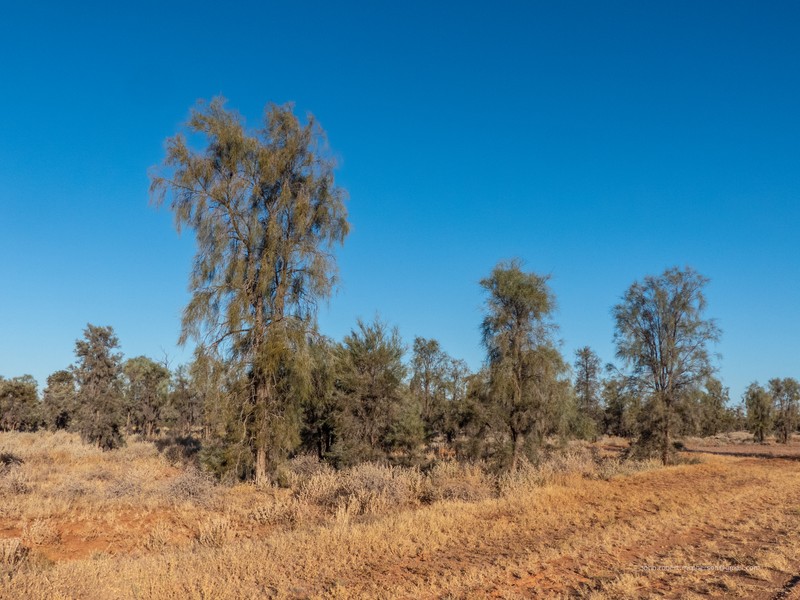 Acacia peuce photo 3