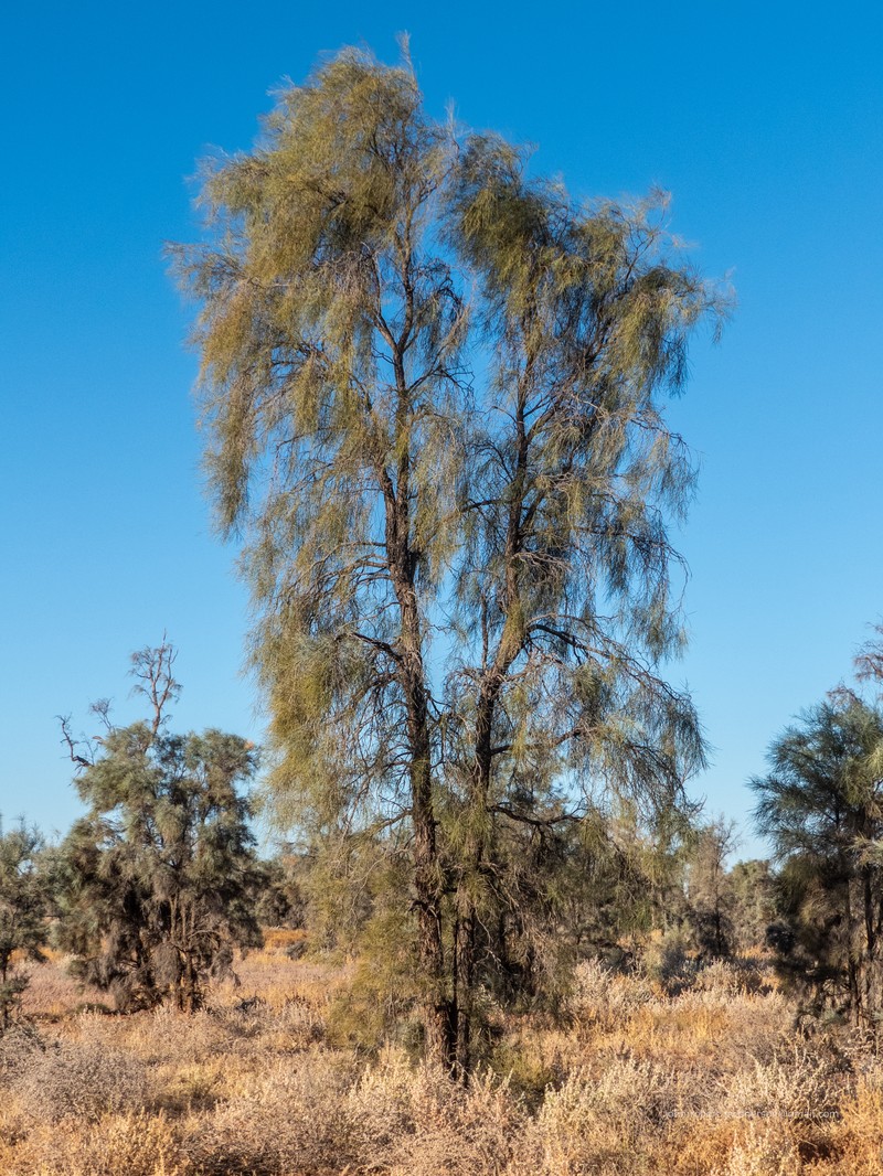 Acacia peuce photo 4