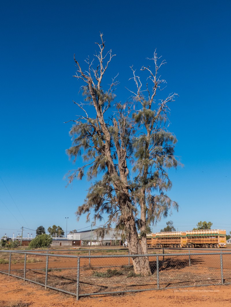 Acacia peuce photo 5