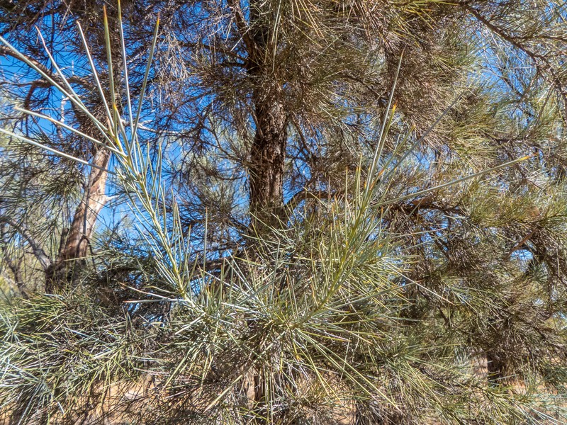 Acacia peuce photo 6