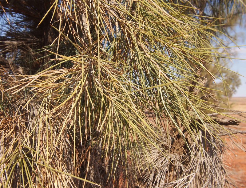 Acacia peuce photo 7