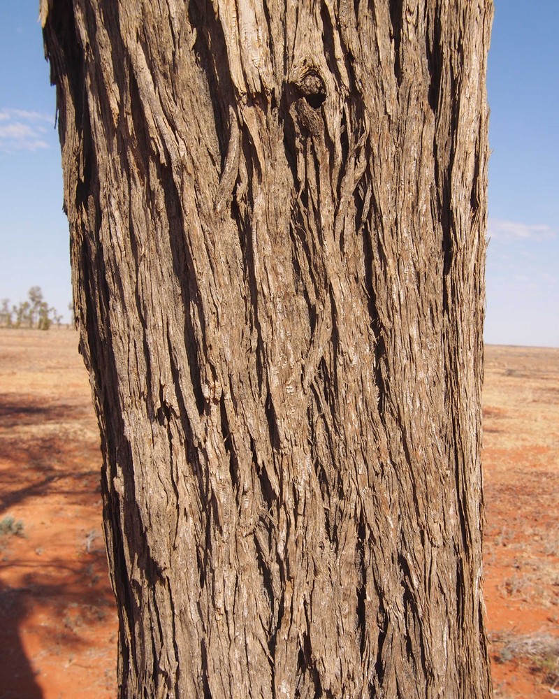 Acacia peuce photo 8
