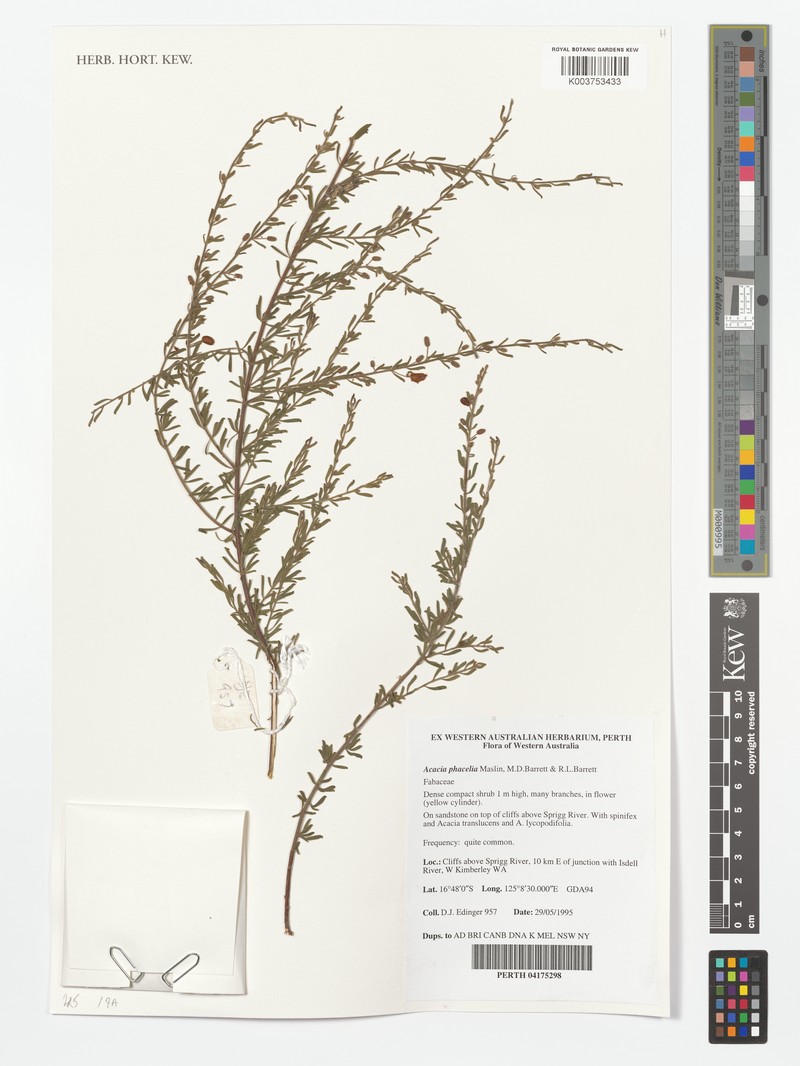 Acacia phacelia photo 2