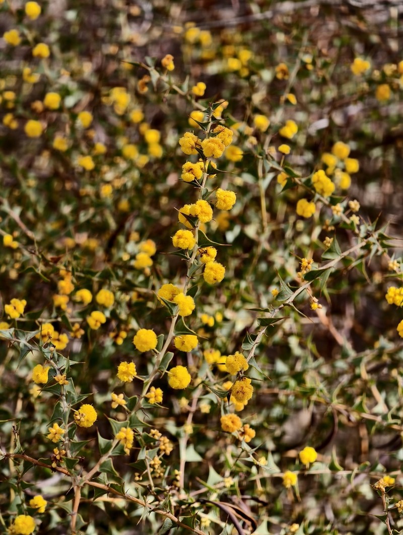 Acacia phaeocalyx photo 3
