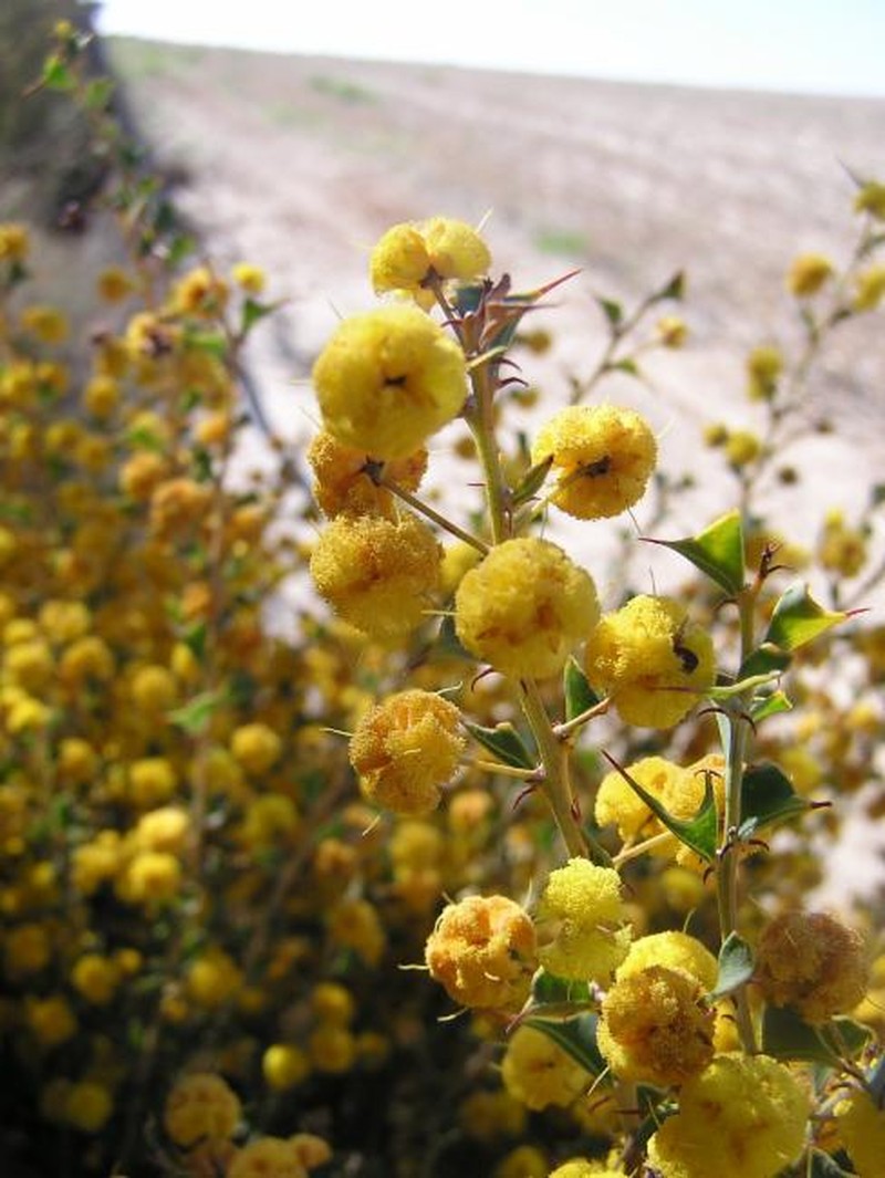 Acacia phaeocalyx photo 5