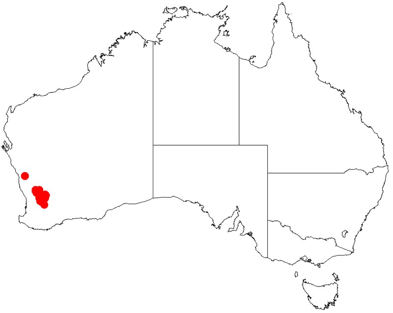 Acacia phaeocalyx
