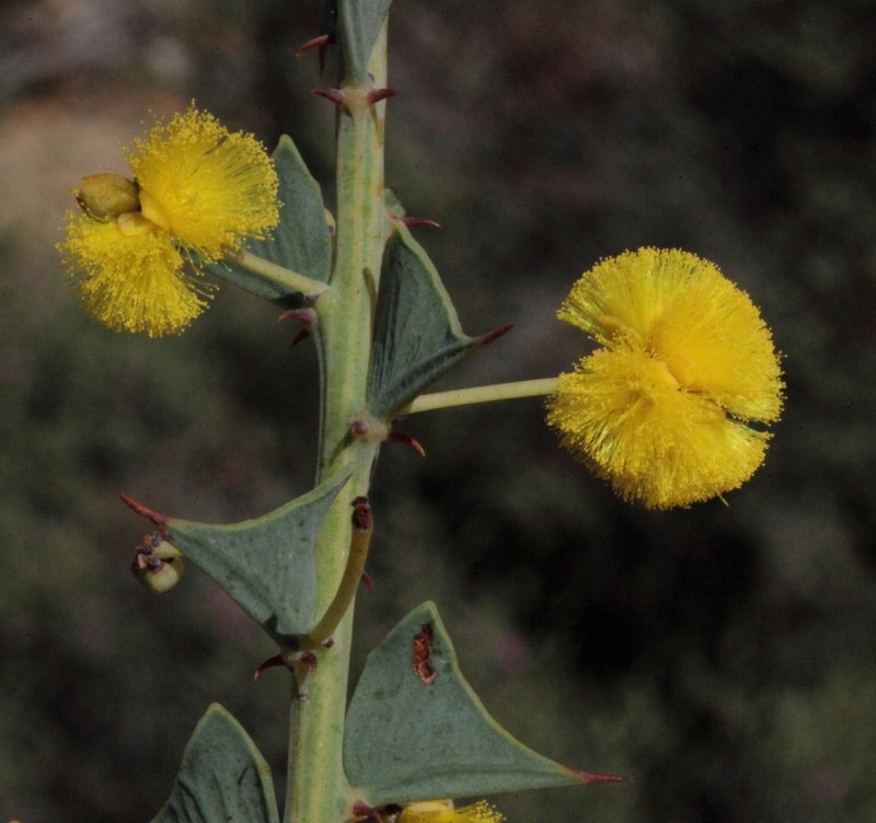 Acacia phaeocalyx photo 2