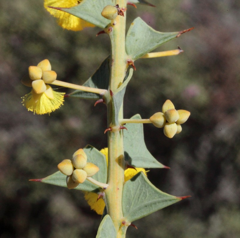 Acacia phaeocalyx photo 3