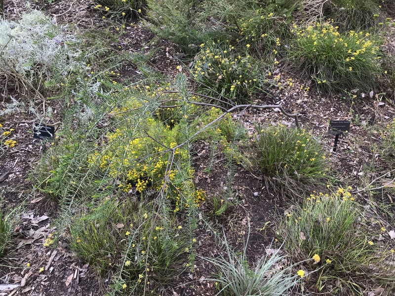 Acacia pharangites