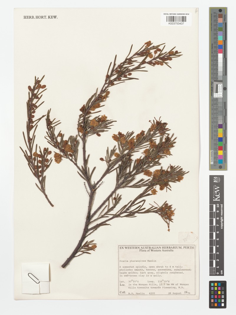 Acacia pharangites photo 2