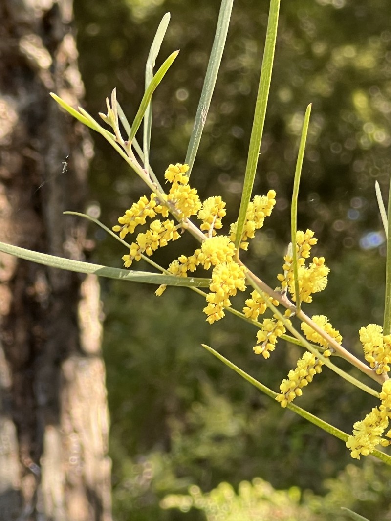 Acacia phasmoides