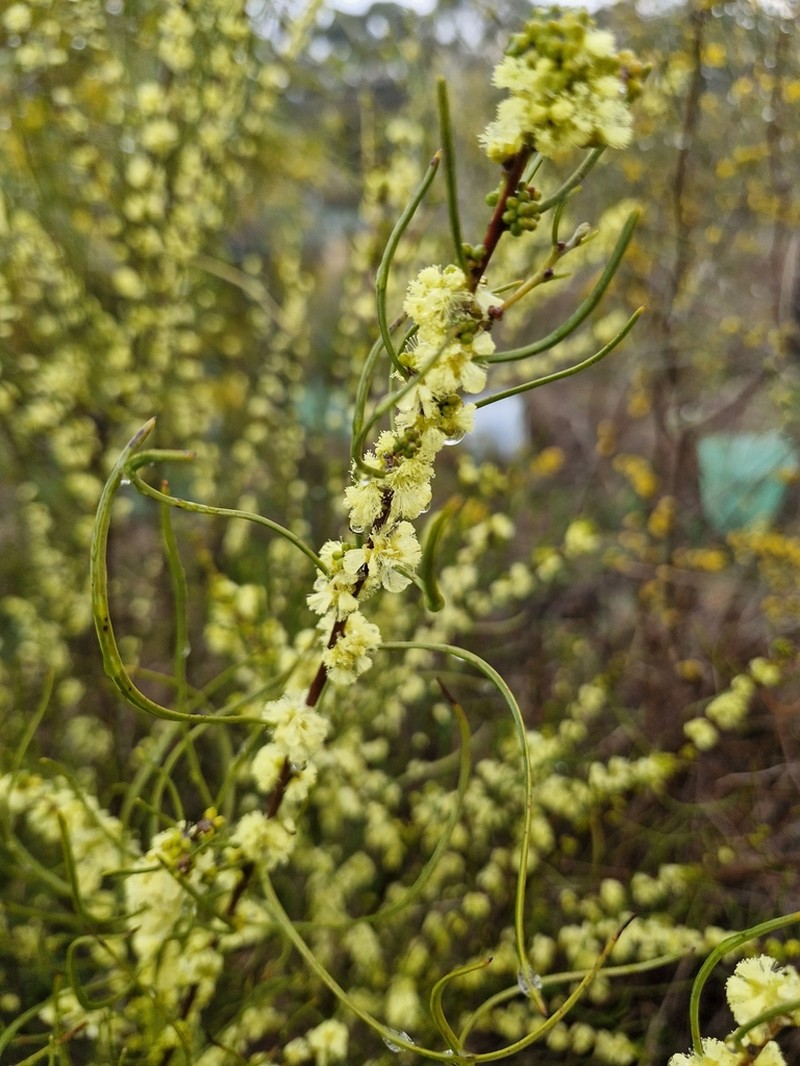 Acacia phasmoides photo 2