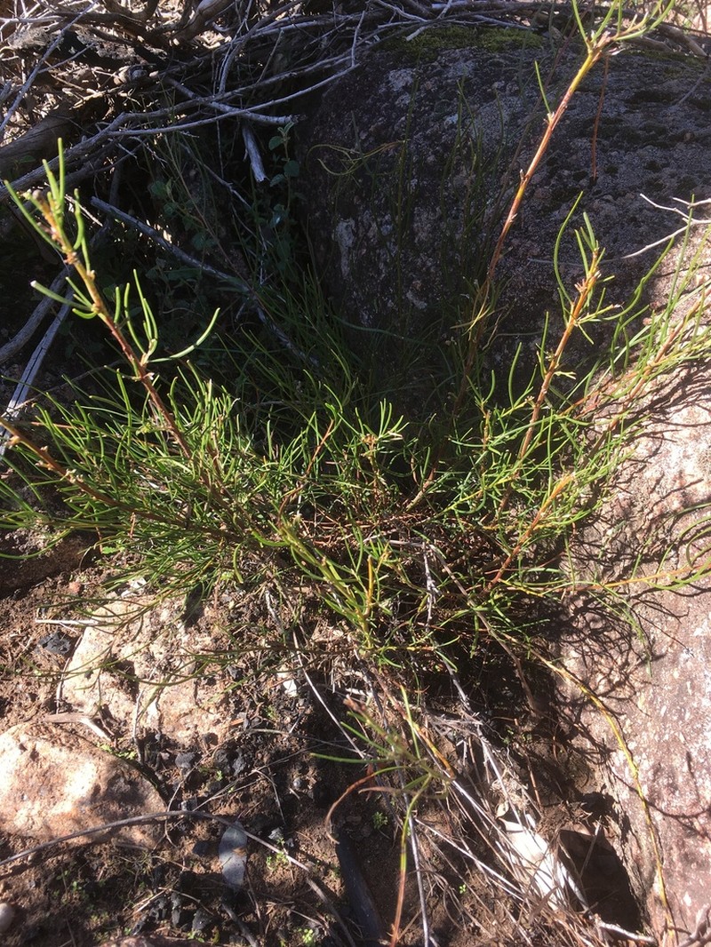 Acacia phasmoides photo 3