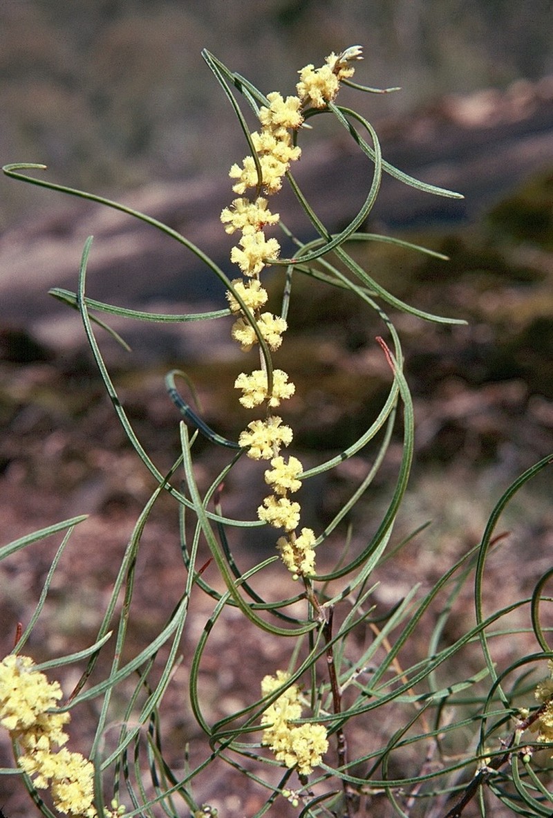 Acacia phasmoides photo 4