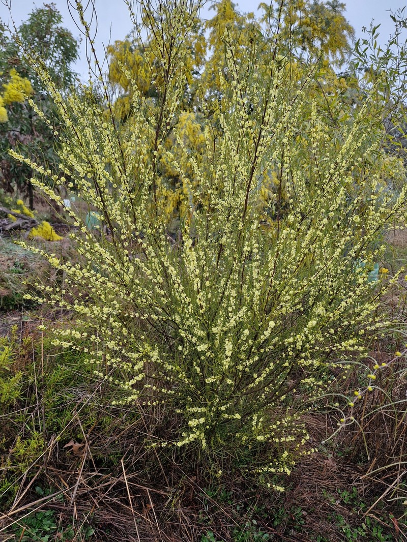 Acacia phasmoides photo 5