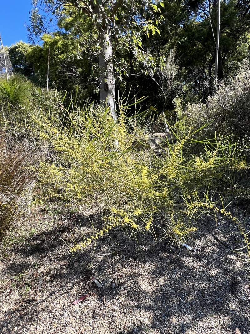 Acacia phasmoides photo 7