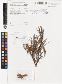 Acacia philoxera