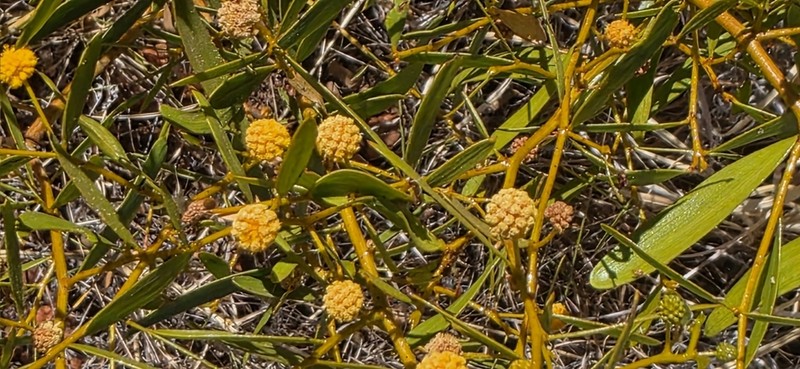 Acacia phlebocarpa photo 2