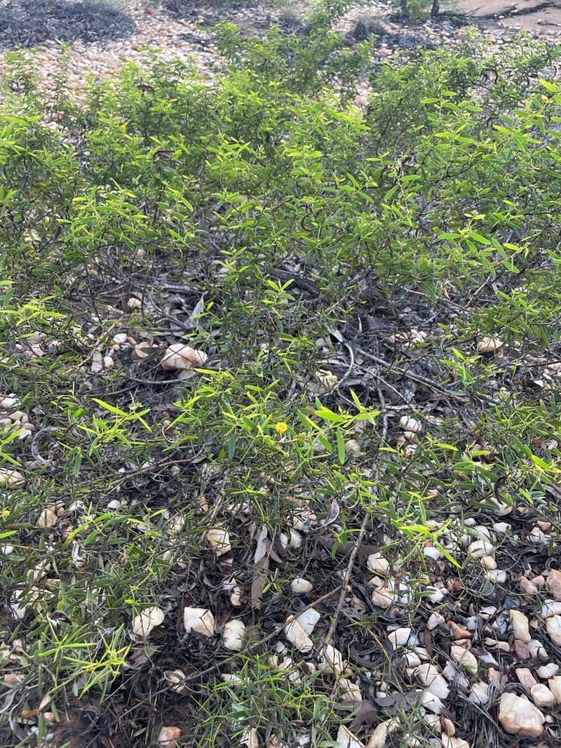 Acacia phlebocarpa photo 3