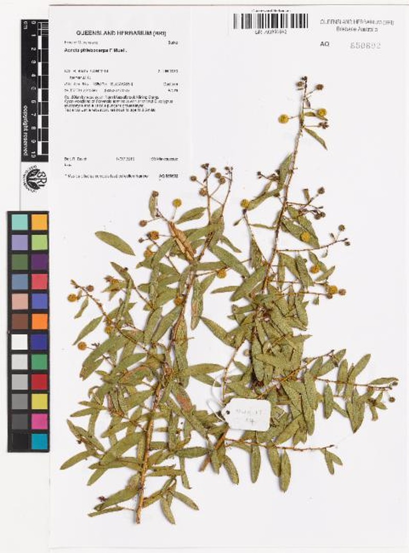 Acacia phlebocarpa photo 5