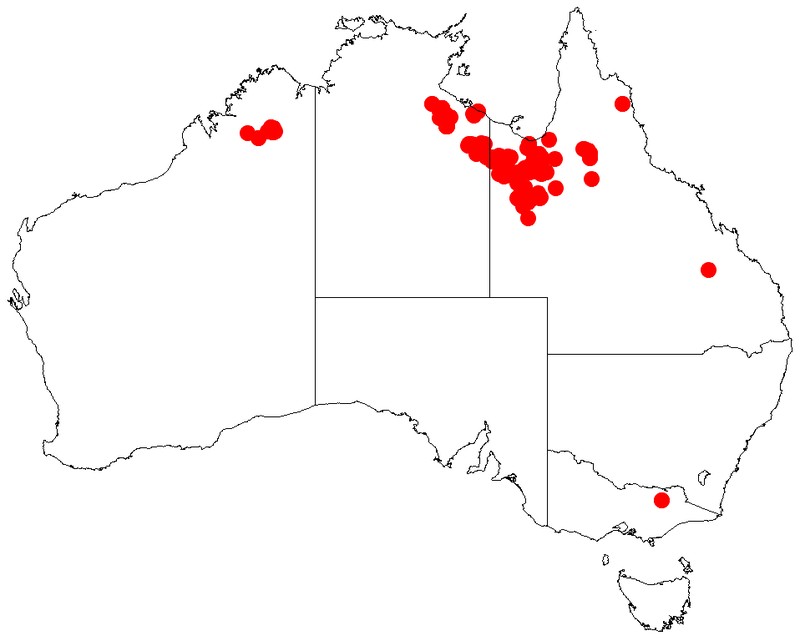 Acacia phlebocarpa