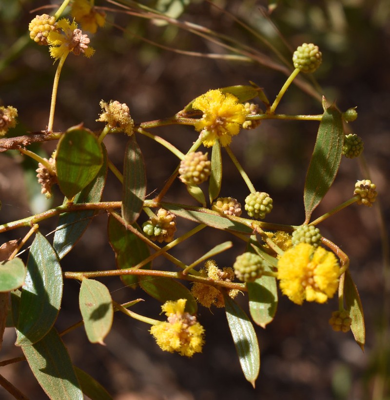 Acacia phlebocarpa photo 2