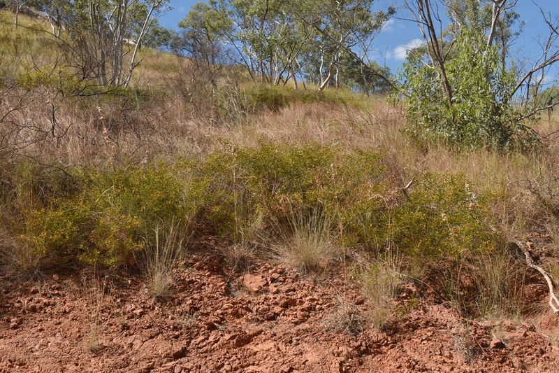 Acacia phlebocarpa photo 3