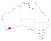 Acacia phlebopetala