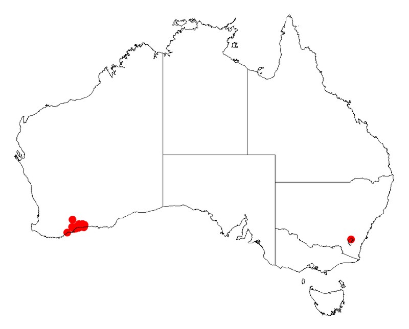 Acacia phlebopetala