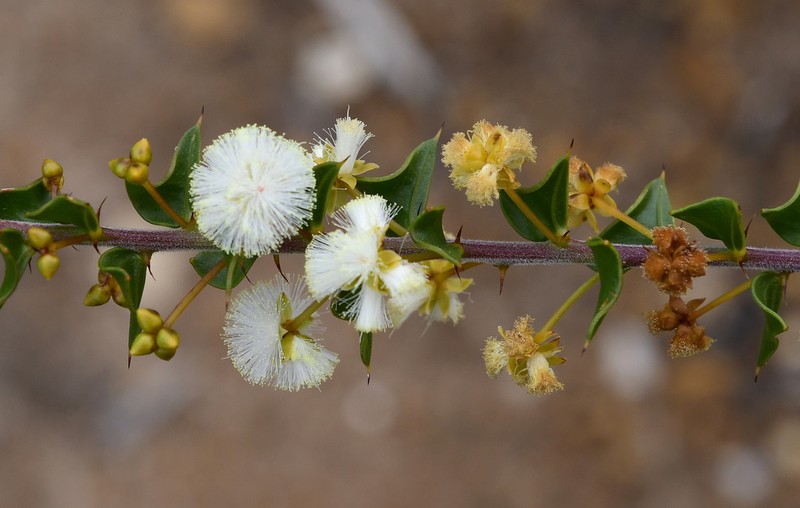 Acacia phlebopetala photo 2